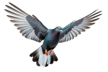 Flying pigeon 