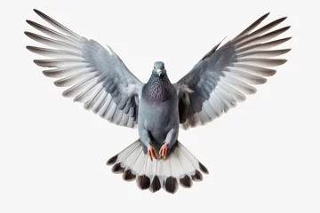 Fotobehang Flying pigeon © GalleryGlider