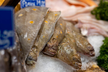 Various types of seafood for sale in the local market. Day boat John Dory Fish