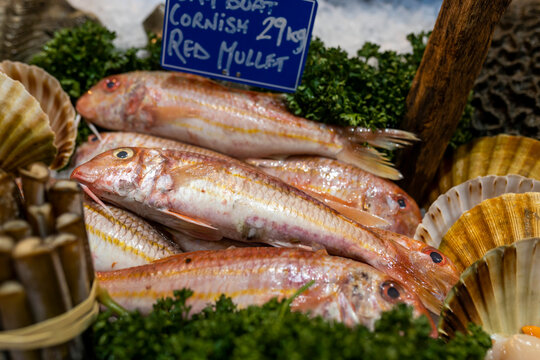 red cornish mullet fish with parsley and ice on a counter for sale