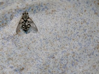 Gefleckte Hausfliege