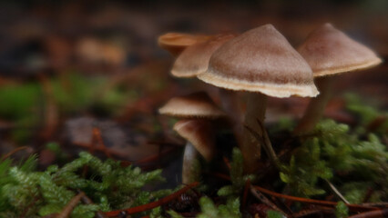 Cortinarius-anthracinus 