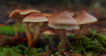 Cortinarius-anthracinus 