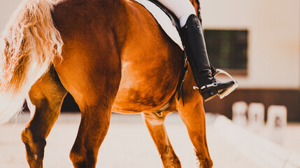 A rear view of a sorrel horse with a rider in the saddle, which participates in sports...