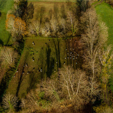 Bocage piedmont pyr&eacute;n&eacute;ens