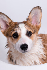 Girl bathes a small Pembroke Welsh Corgi puppy in the shower. He looks at the camera. Happy little dog. Concept of care, animal life, health, show, dog breed