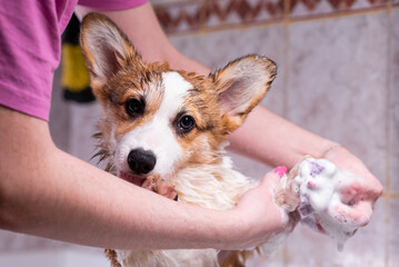 Girl bathes a small Pembroke Welsh Corgi puppy in the shower. A girl washes a dog's paws with a sponge brush. Happy little dog. Concept of care, animal life, health, show, dog breed