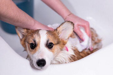 Girl bathes a small Pembroke Welsh Corgi puppy in the shower. He looks at the camera while the girl...