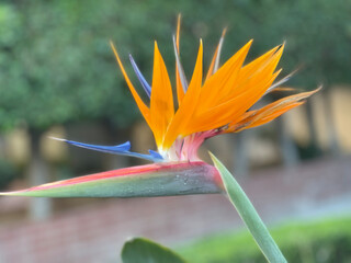 Fototapeta premium flower