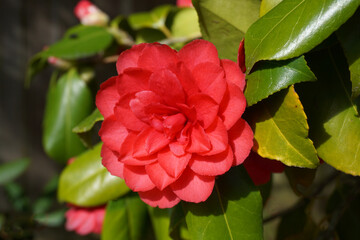 Incredible beautiful red camellia - Camellia japonica, known as common camellia or Japanese...