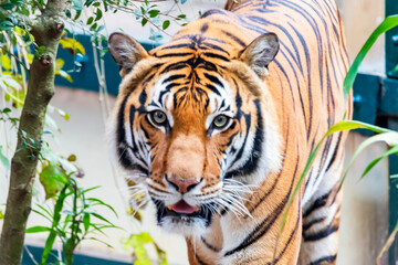 tiger in the zoo