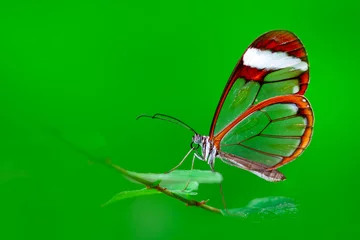 Rolgordijnen Closeup   beautiful  glasswing Butterfly (Greta oto) in a summer garden. © blackdiamond67