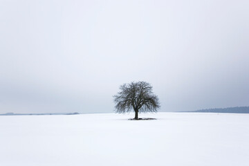 Kastanienbaum im Winter - obrazy, fototapety, plakaty
