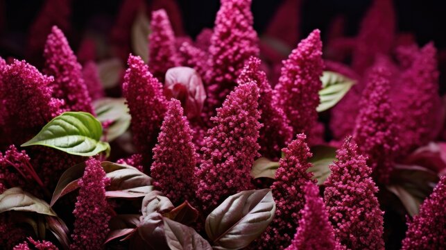 Close up of pink amaranth flowers on a black background. Ideal for backgrounds, wallpapers, or as a design element