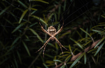 spider on a web