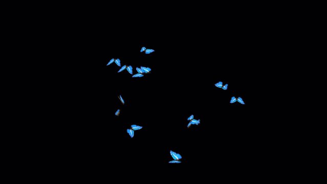Blue Charaxes Emperor African Butterflies - Swarm Flying Around Screen - LS - Realistic 3D animation loop isolated with alpha channel on transparent background