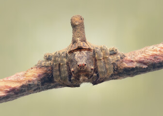 A small, young turreted wrap-around spider (Dolophones sp) on a twig with lots of close-up texture and hairs © Kris