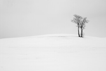 Fototapeta na wymiar Baum Baumgruppe bei Hof/Saale im Winter Schneelandschaft