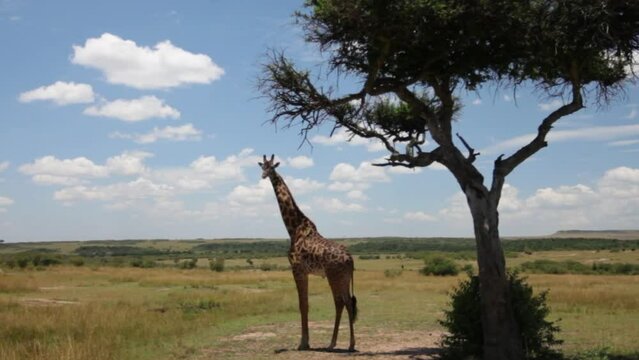 Beautiful giraffe standing near tree in Kenya, Africa