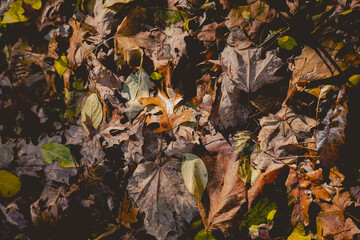 fall leaves on the ground