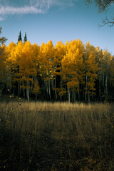 Fototapeta premium autumn sunset in utah