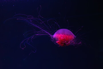 Fluorescent jellyfish swimming underwater aquarium pool with red neon light. The Lion's mane...