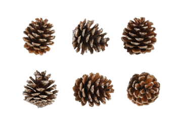 Pine cone isolated over white, transparent background, PNG. Set of multiple different angles of pine cone, element for design, Christmas decor.