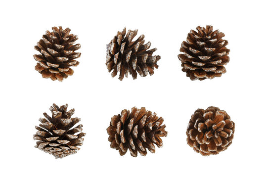 Pine cone isolated over white, transparent background, PNG. Set of multiple different angles of pine cone, element for design, Christmas decor.
