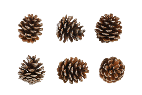 Pine cone isolated over white, transparent background, PNG. Set of multiple different angles of pine cone, element for design, Christmas decor.
