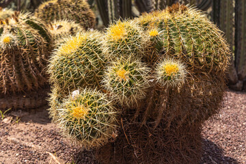 Group of green ferocactus plants is on a beautiful blurred orange background in summer