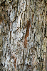 Plano cercano de textura de corteza de árbol rugosa