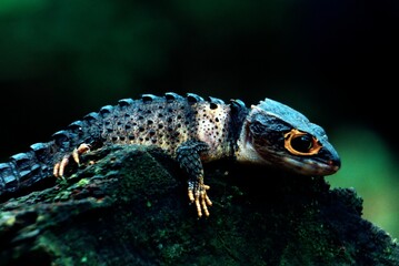 Tribolonotus gracilis 
