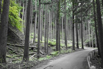 薄暗い山林の小道