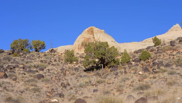 Establishing shot of female tourist at mountains in Hickman Natural Bridge Trail, Capital Reef National Park, Utah, North America. ProRes 422 HQ.