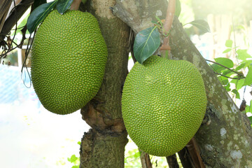 Close up of growing jackfruits