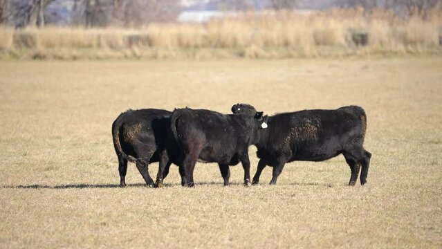 Cows in a field sparing with each other as they butt heads and push each other in slow motion.