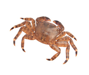 One fresh raw crab isolated on white, top view