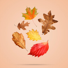 Many different bright autumn leaves falling on dark beige background