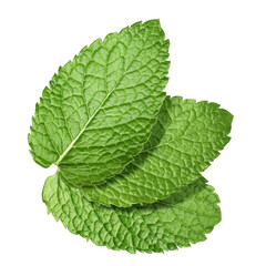 Fresh green mint leaves isolated on white