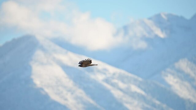 Red-Tailed Hawk flying through the sky with snow capped mountains in the background in Utah during winter.