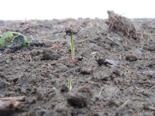 A new corn plant is growing in the field with dew and their head is soil. 2-7 days old. Maize plant Morning view. Natural view