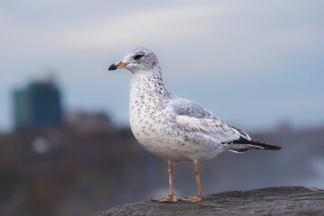 Close-up of white seagull with blue sky background.