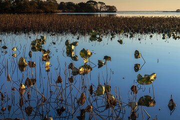 夕日を浴びて輝く冬枯れの琵琶湖のハスの情景