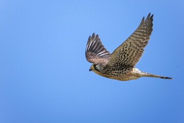 青空バックに悠然と飛ぶチョウゲンボウ メス