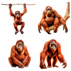 Set of orangutangs