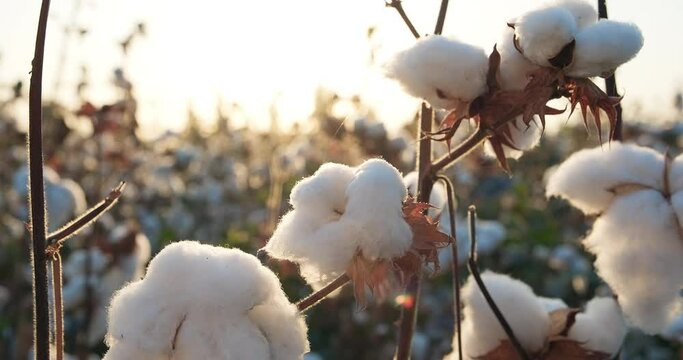 Cotton branch at sunset. Cotton harvest. Ready to harvest cotton field. Agriculture. Close-up