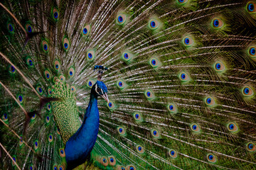 Obraz premium Pavão-azul