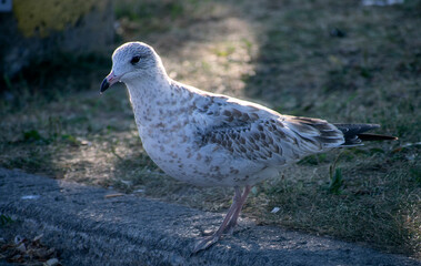 Young Ring-Billed Gull