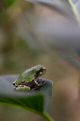 Juvenile Gray Treefrog on leaf