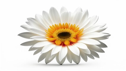 white flower on isolated background